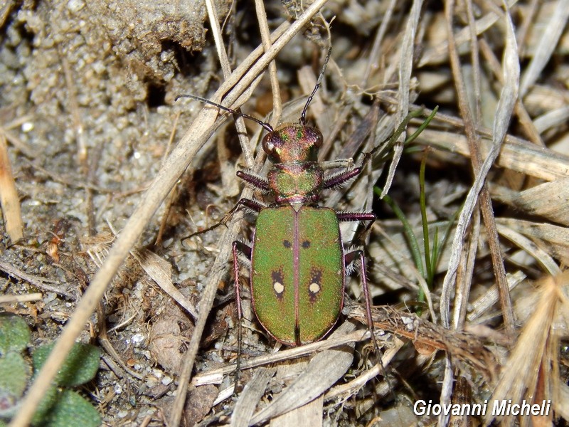 Cicindela campestris